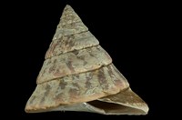 藏品(牛蹄鐘螺)的圖片